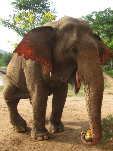 smiling_elephant_at_Elephant_Nature_Park