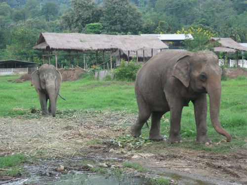 two_elephants_at_Elephant_Nature_Park