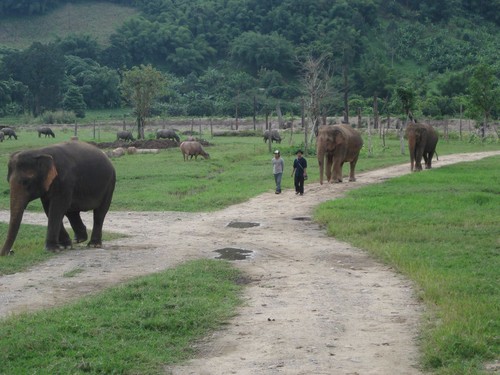 walking_at_Elephant_Nature_Park