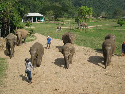 walking_back_after_washing_at_Elephant_Nature_Park