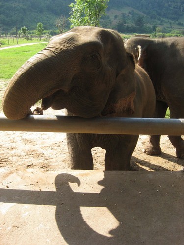 whats_for_lunch_at_Elephant_Nature_Park