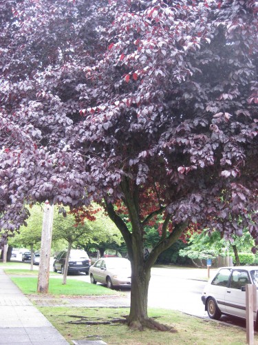 purple_tree1